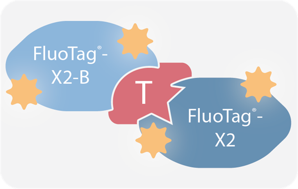 FluoTags-X4.png