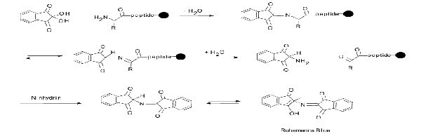 Ninhydrin.png