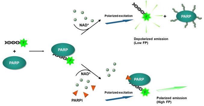 31.png