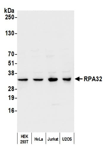 Flow Cyt, IHC, IP, WB.png