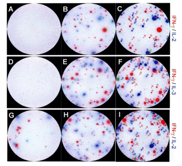 CTL ImmunoSpot.png