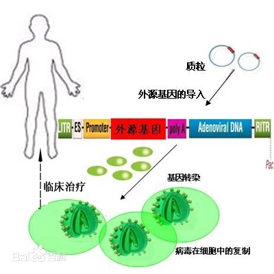 gene therapy.jpg