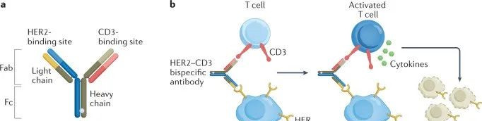 HER2 2–CD3雙特異性抗體的結構和作用機制。