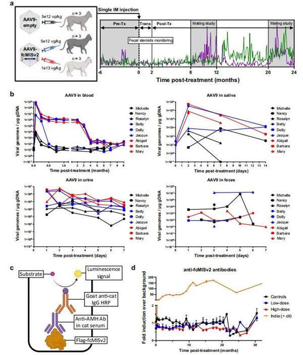 家貓注射AAV9-fcMISv2的時間線和安全性研究