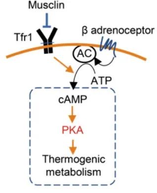 Musclin靶向Tfr1/cAMP/PKA信號抑制脂肪細胞產熱代謝
