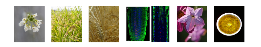agrisera-product.png