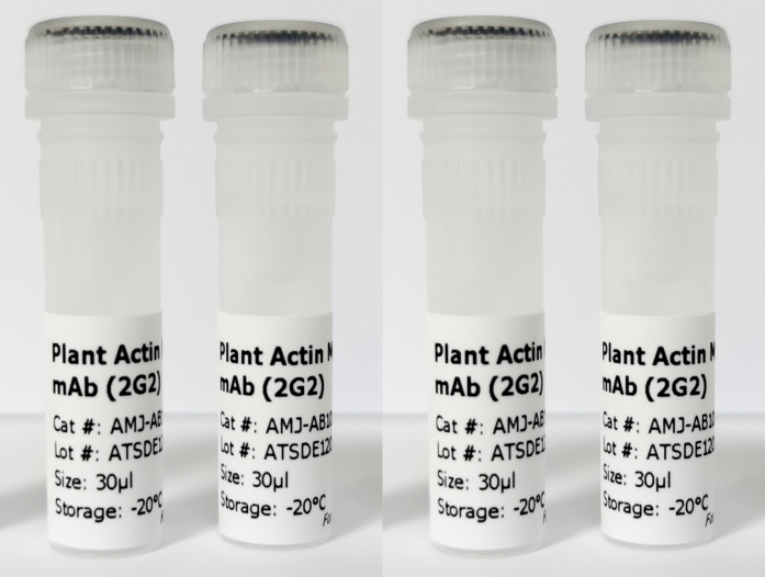 植物Actin單克隆抗體（2G2）.png