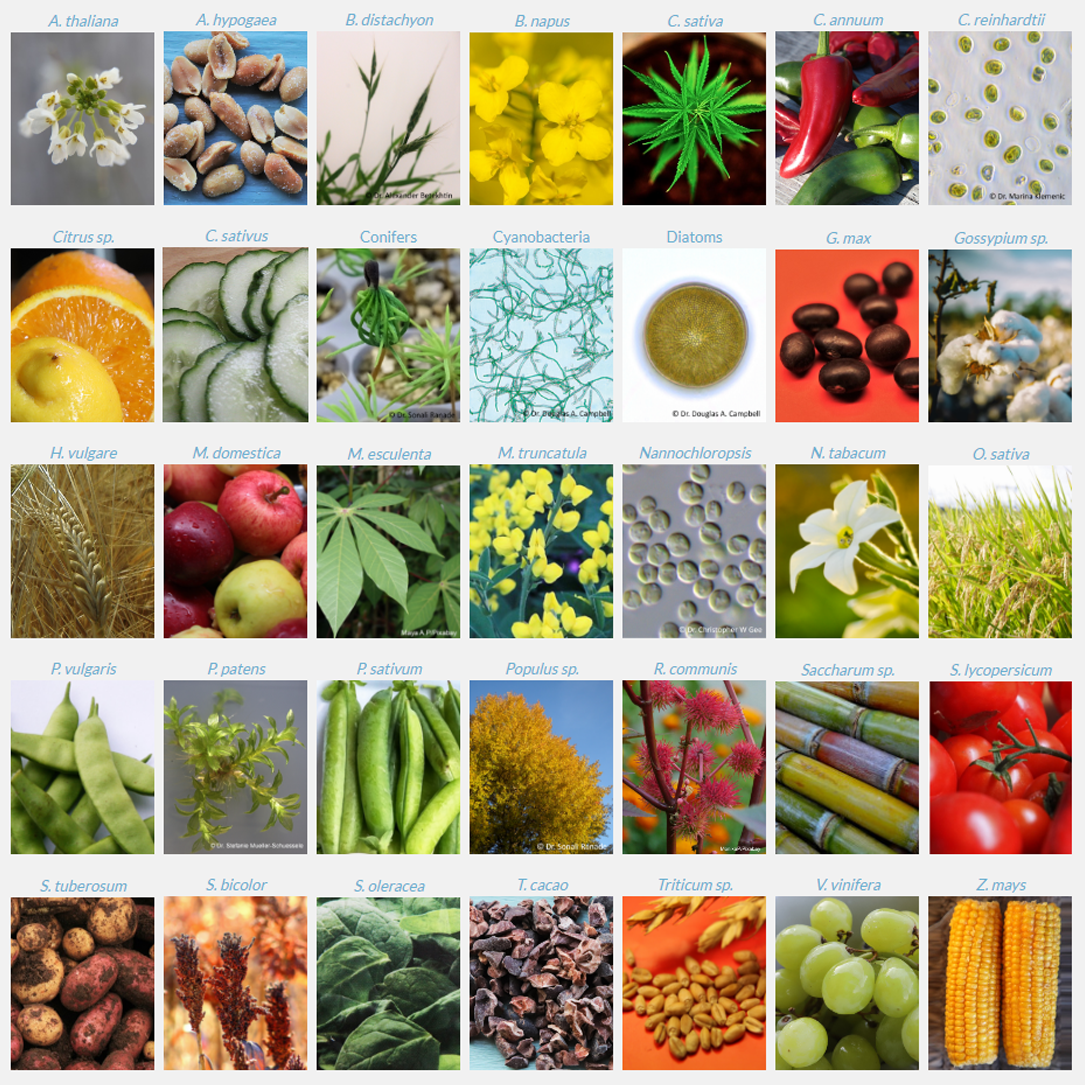 Agrisera植物抗體適用種屬.png