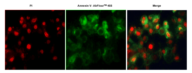 AbFluorTM染料和碘化丙啶（PI）對細胞進行染色