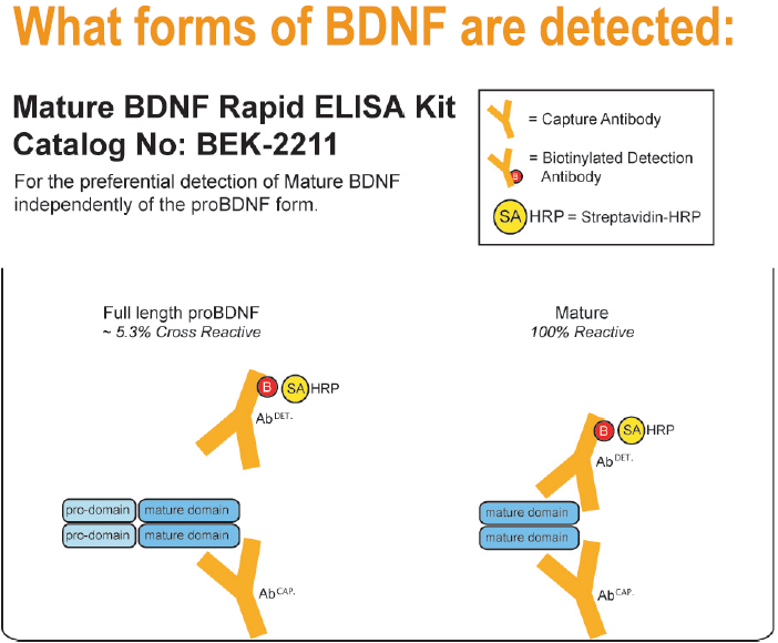 BDNF-detected.png