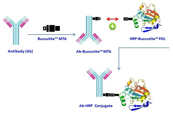 hrp-conjugate.png