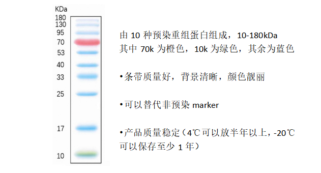 蛋白分子量全范圍彩虹marker.png