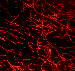 熒光標記的Tubulin2.png