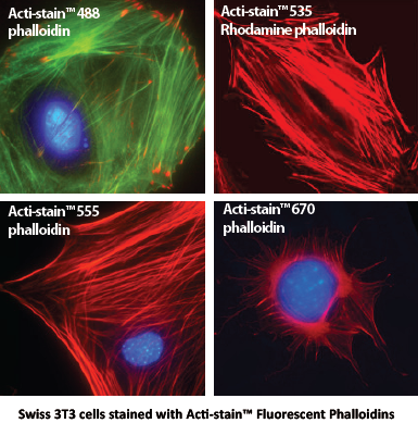 鬼筆環肽染色固定細胞F-Actin