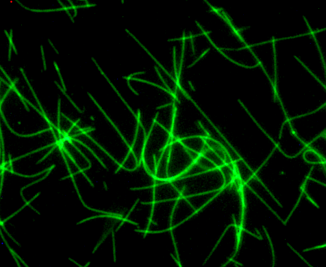 Fluorescent HiLyte 488標記的Tubulin