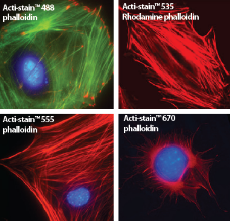 鬼筆環肽染色固定細胞F-Actin