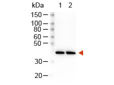 Trueblot-2.png