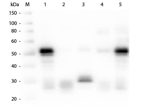 Trueblot-3.png