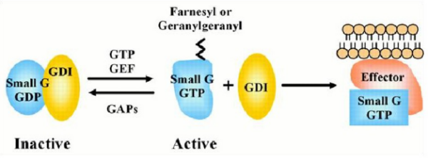 Small G Protein.png