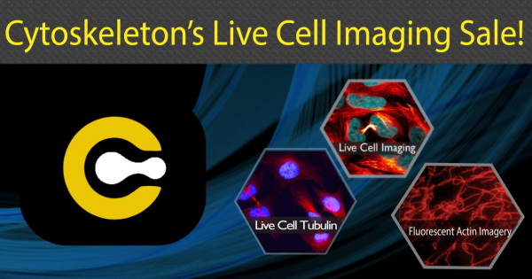 Cytoskeleton-Small-G-protein.png
