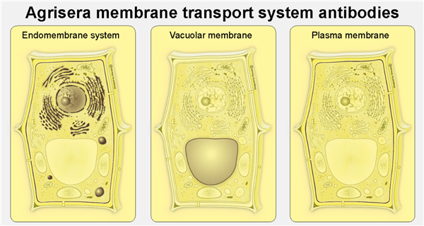 antibodies.jpg