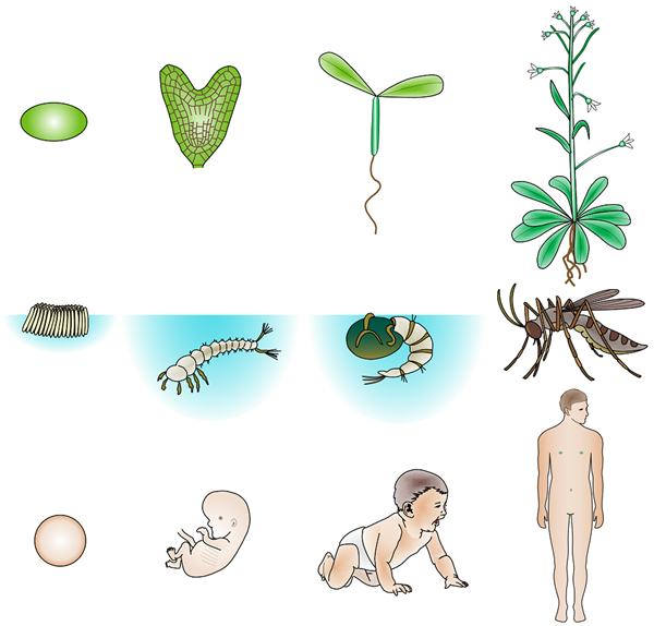 botany.jpg