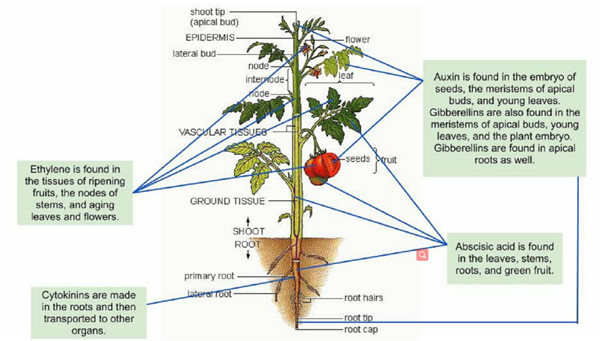 Plant-hormone-1.jpg