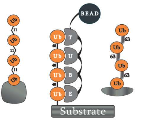 substrate.png