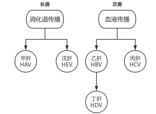 肝炎病毒分類.png