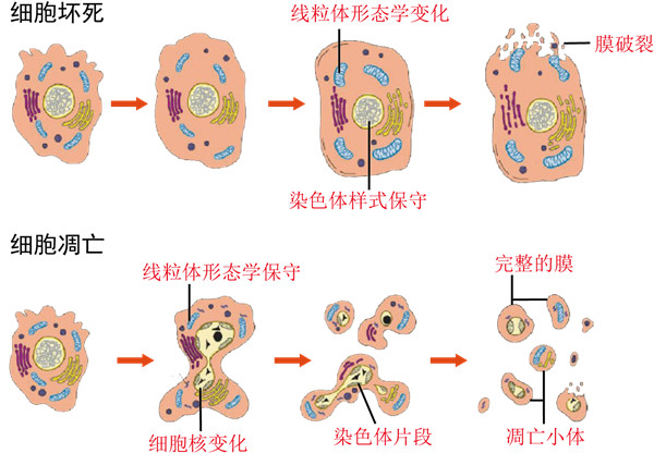 細胞凋亡.jpg