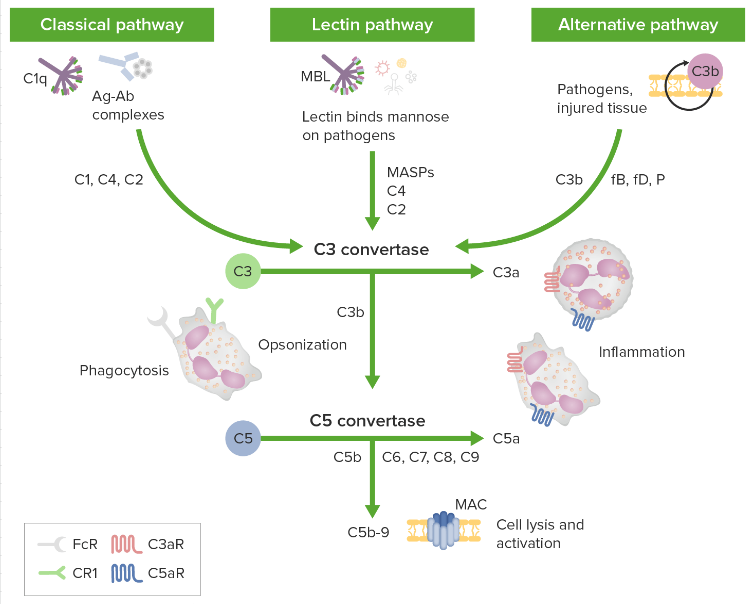 補體系統(Complement system)
