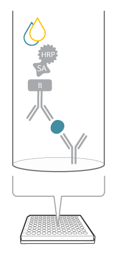 Mabtech ELISA.png