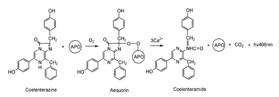 Coelenterazine native.png