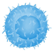 145-2C11.png