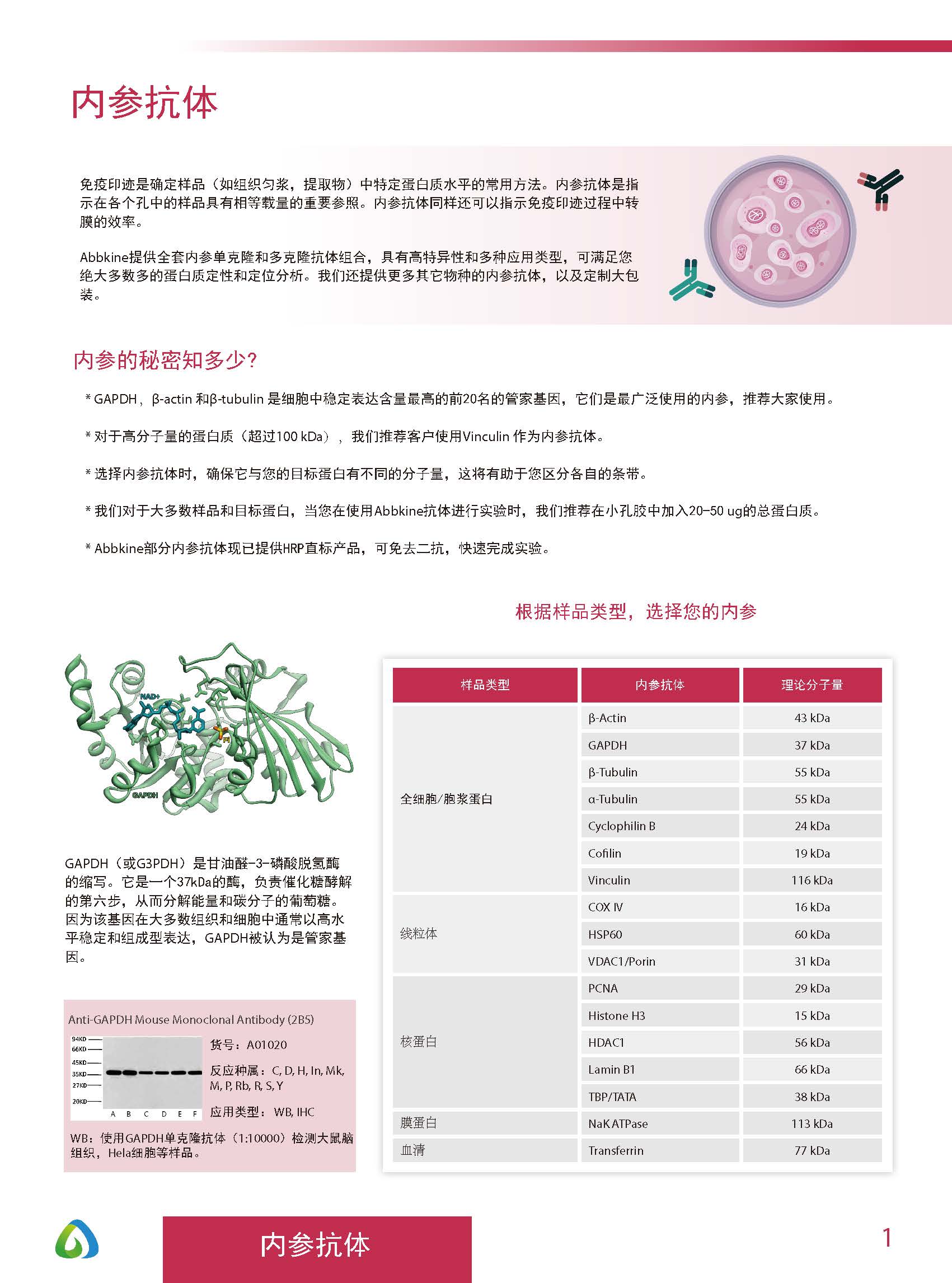 Abbkine“皇冠”抗體產品應用手冊