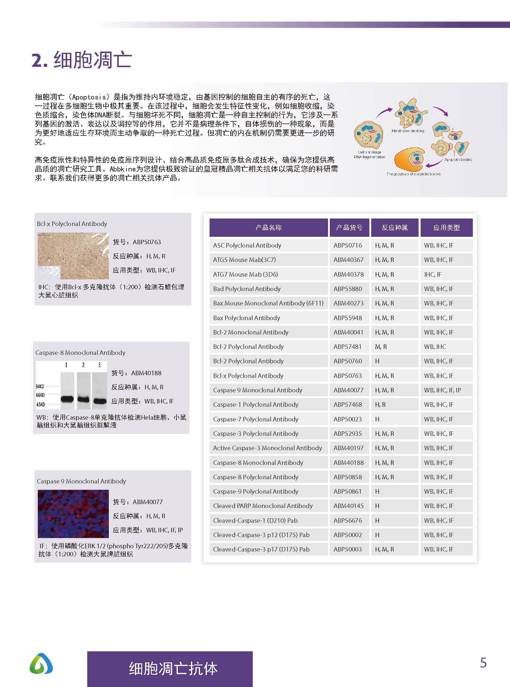 Abbkine“皇冠”抗體產品應用手冊