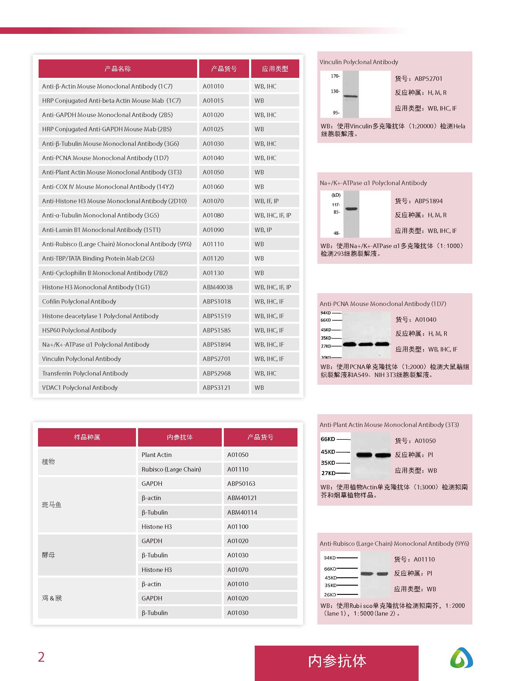 Abbkine“皇冠”抗體產品應用手冊
