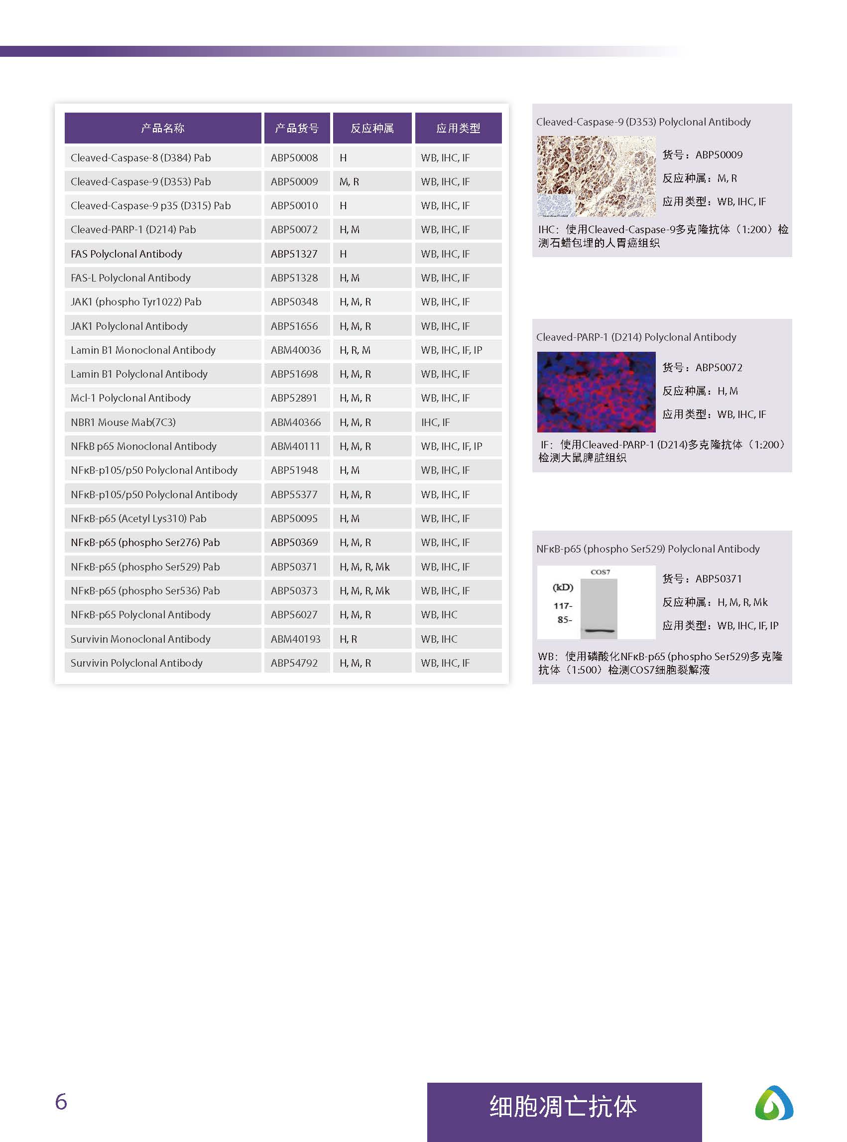 Abbkine“皇冠”抗體產品應用手冊