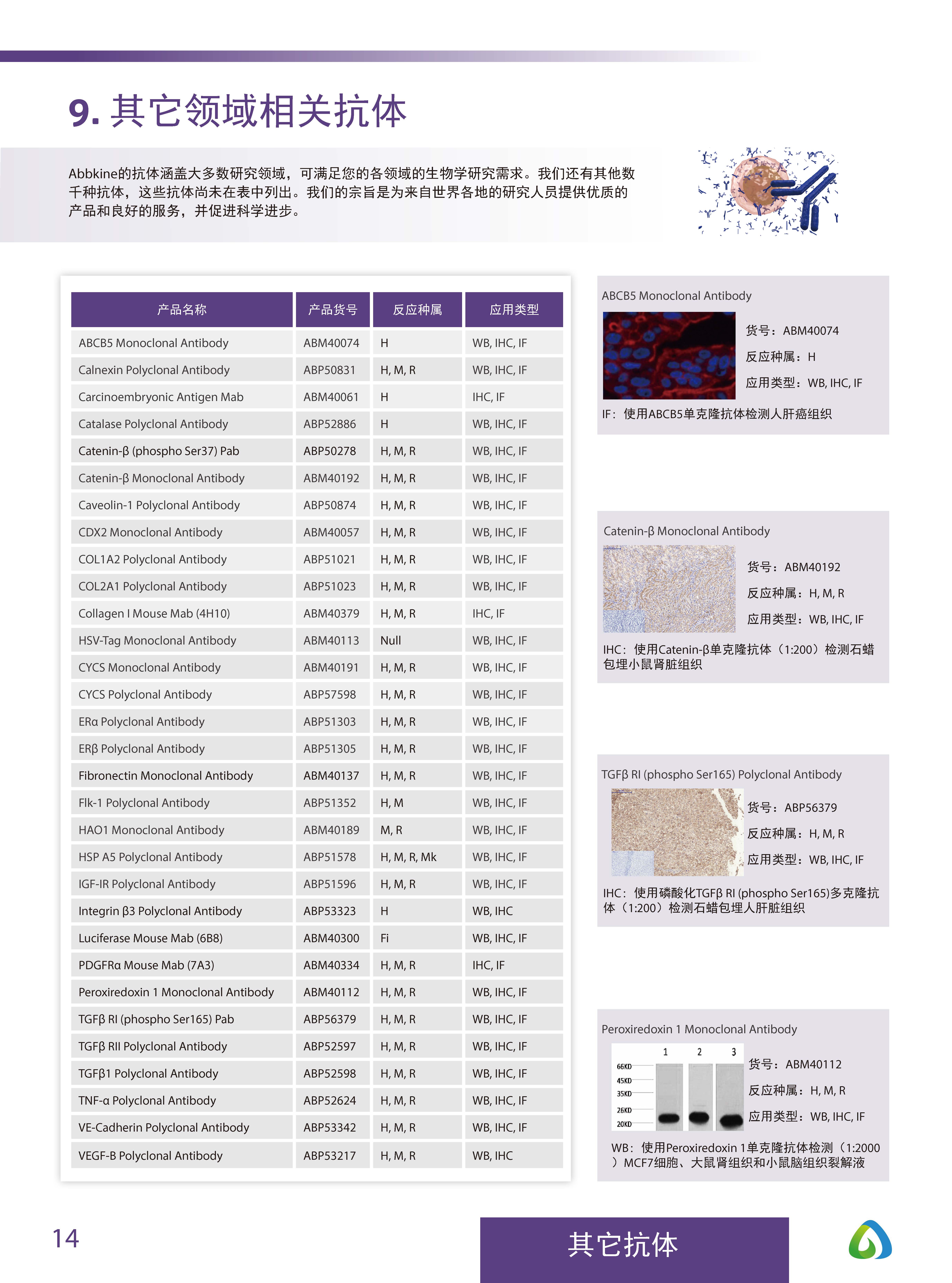 Abbkine“皇冠”抗體產品應用手冊