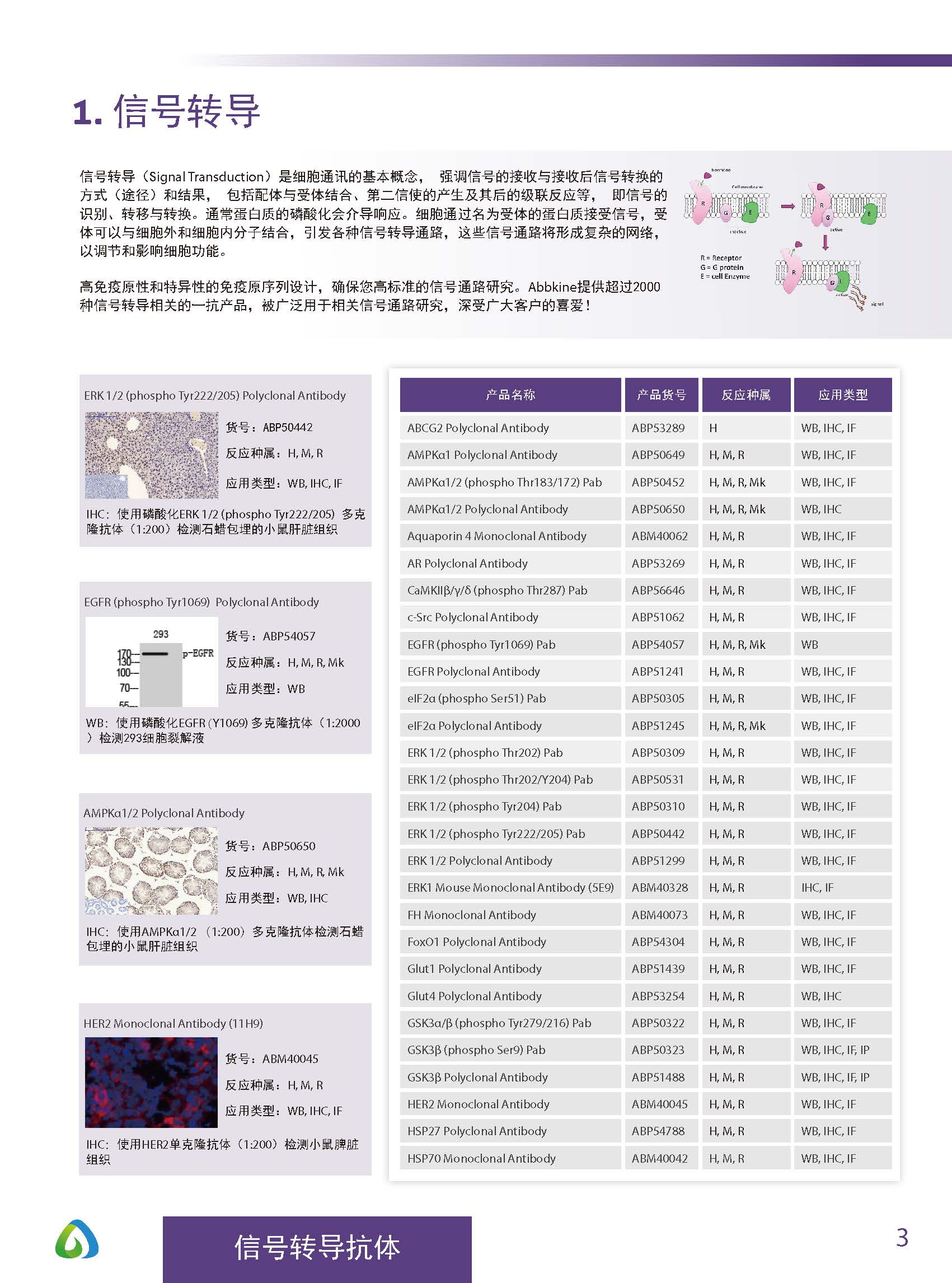 Abbkine“皇冠”抗體產品應用手冊