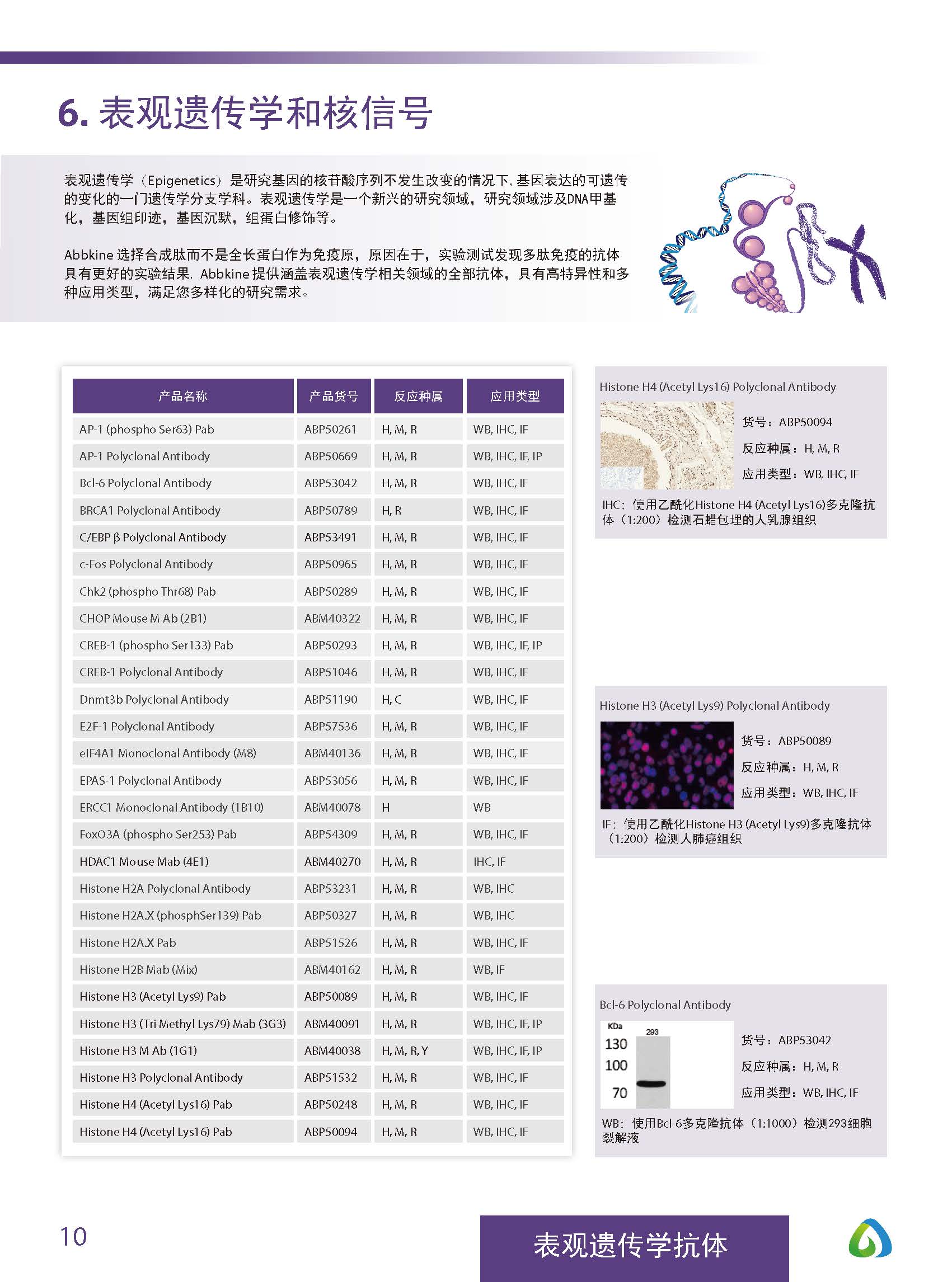 Abbkine“皇冠”抗體產品應用手冊
