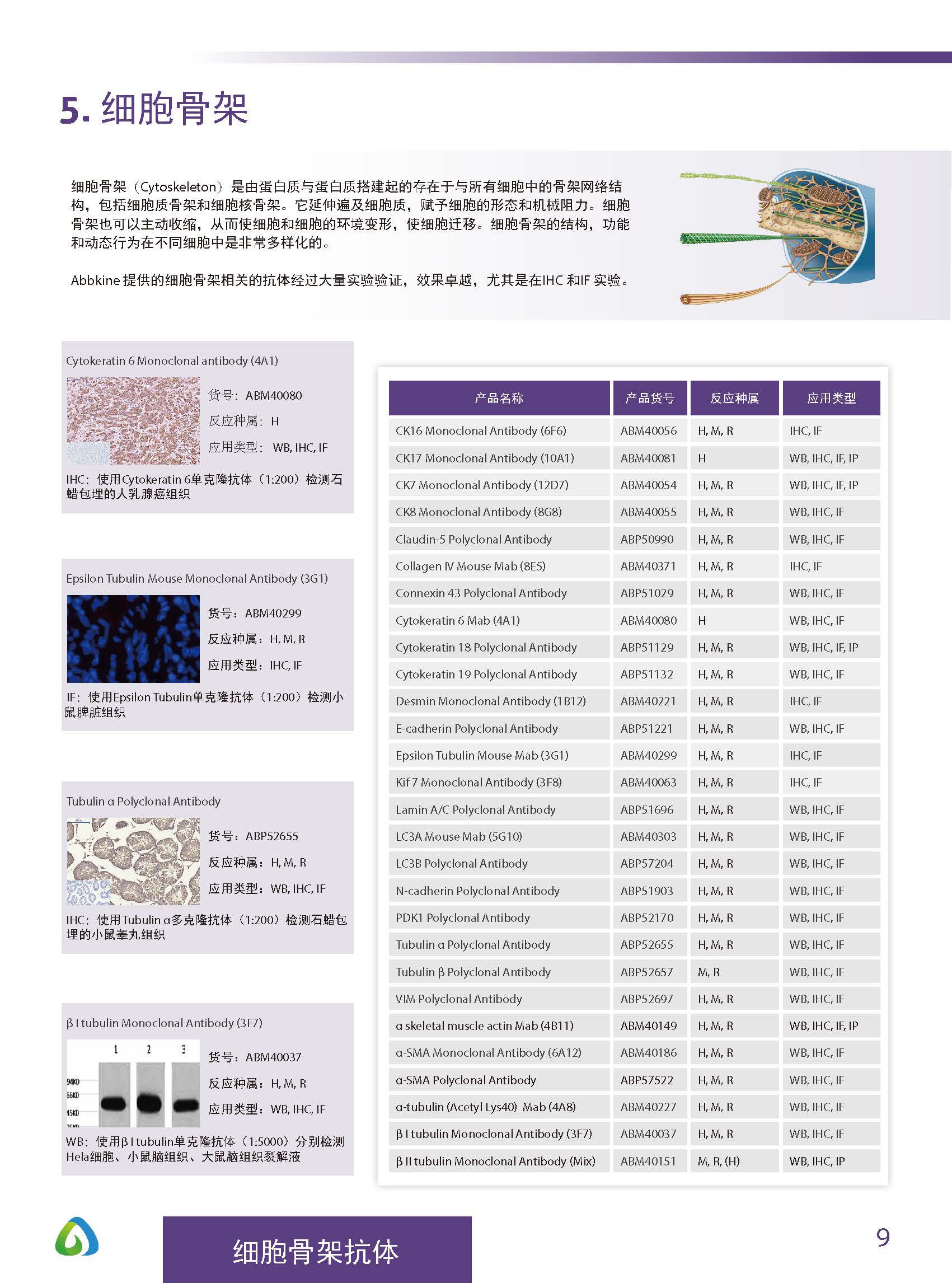 Abbkine“皇冠”抗體產品應用手冊