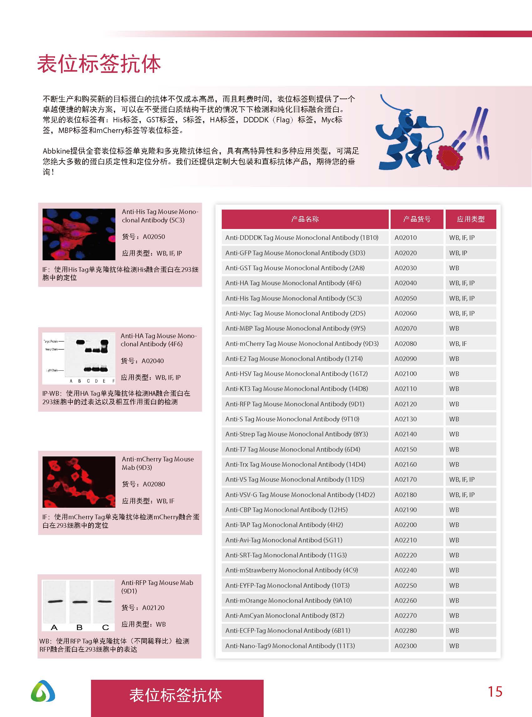 Abbkine“皇冠”抗體產品應用手冊