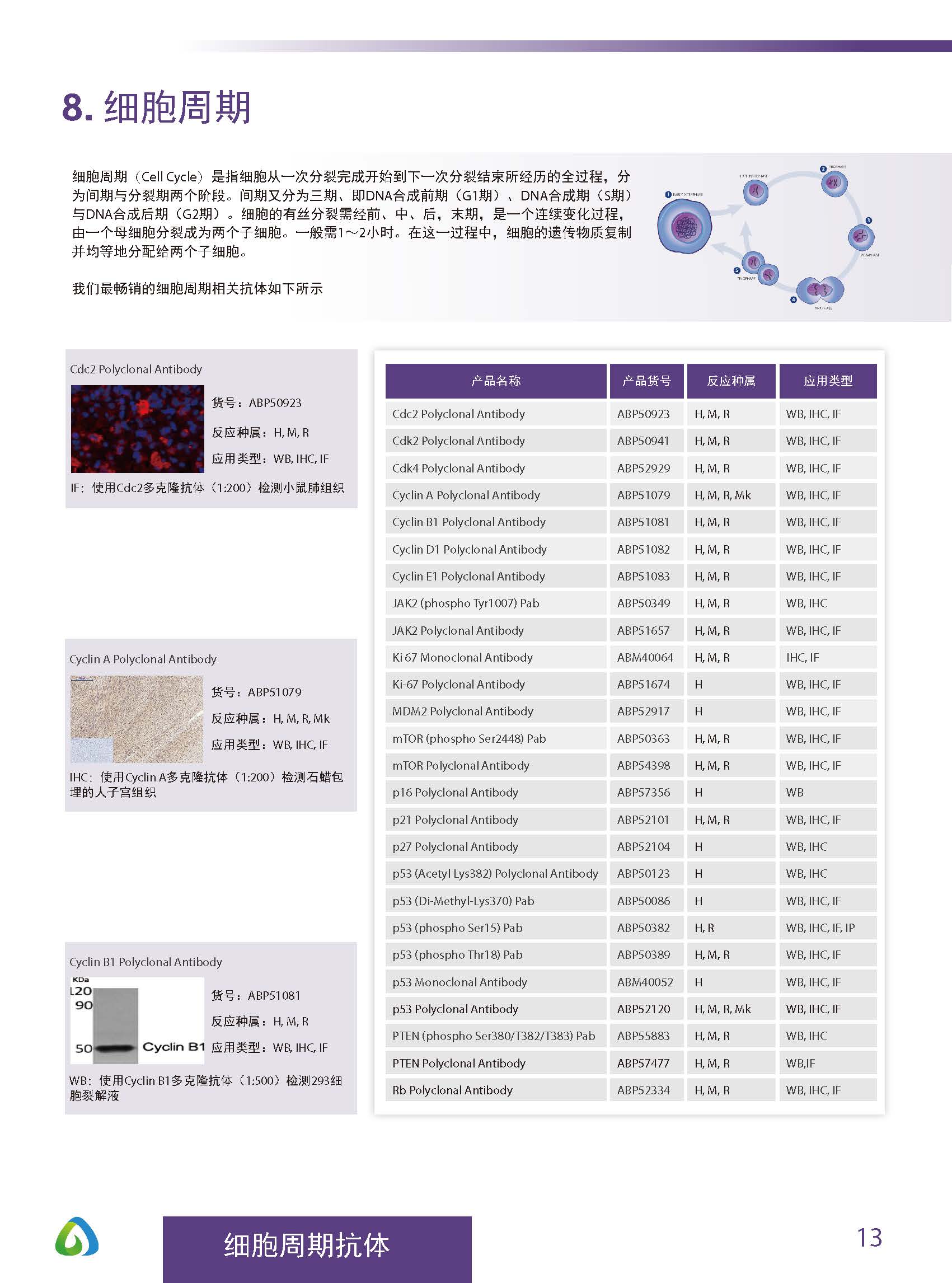 Abbkine“皇冠”抗體產品應用手冊