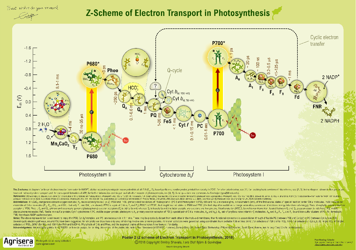 雙光子光觸媒系統-Z-Scheme2.png