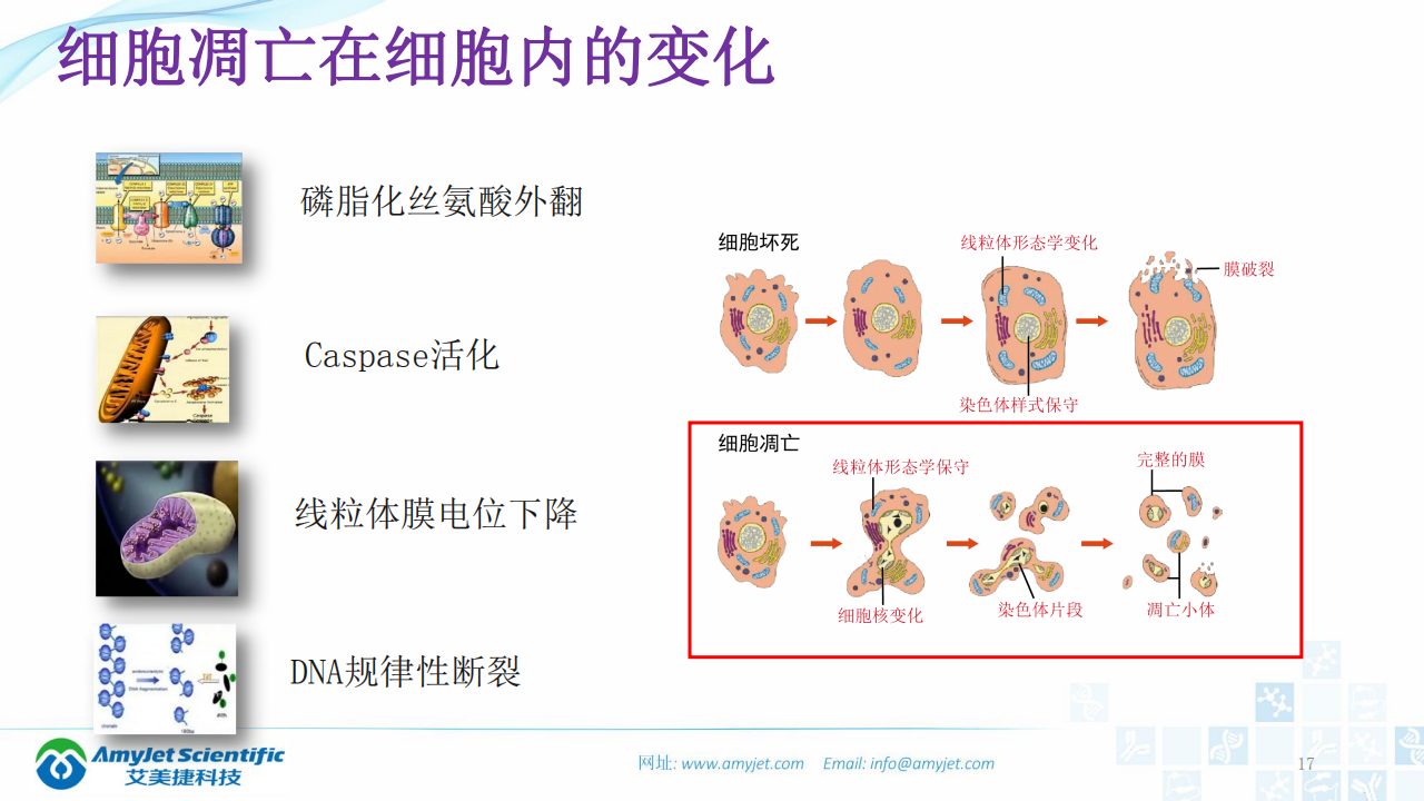 202003-細胞狀態的檢測_16.png