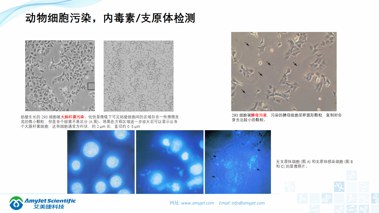 202006-細胞培養專題介紹_31.png