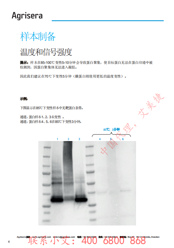 植物WB指南-中文版-艾美捷_05.png