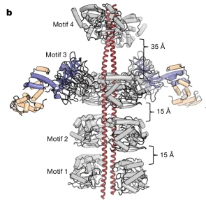 FBXO42-SKP1-CCDC6-mPP2Ac.png