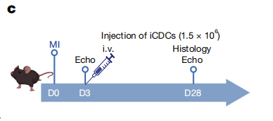 iCDCs-2.png